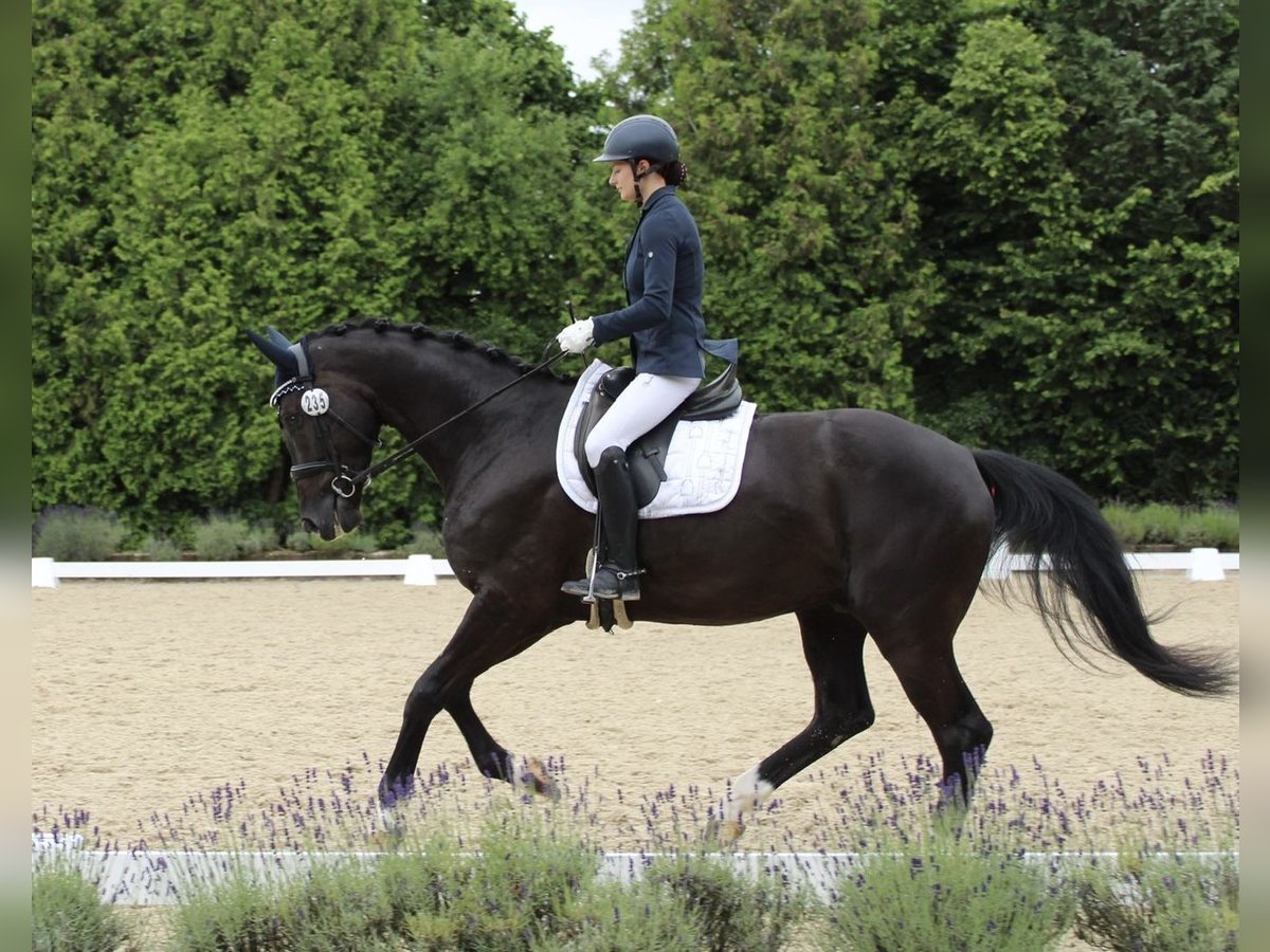 Oldenburgo Caballo castrado 4 años 167 cm Negro in Niederkassel