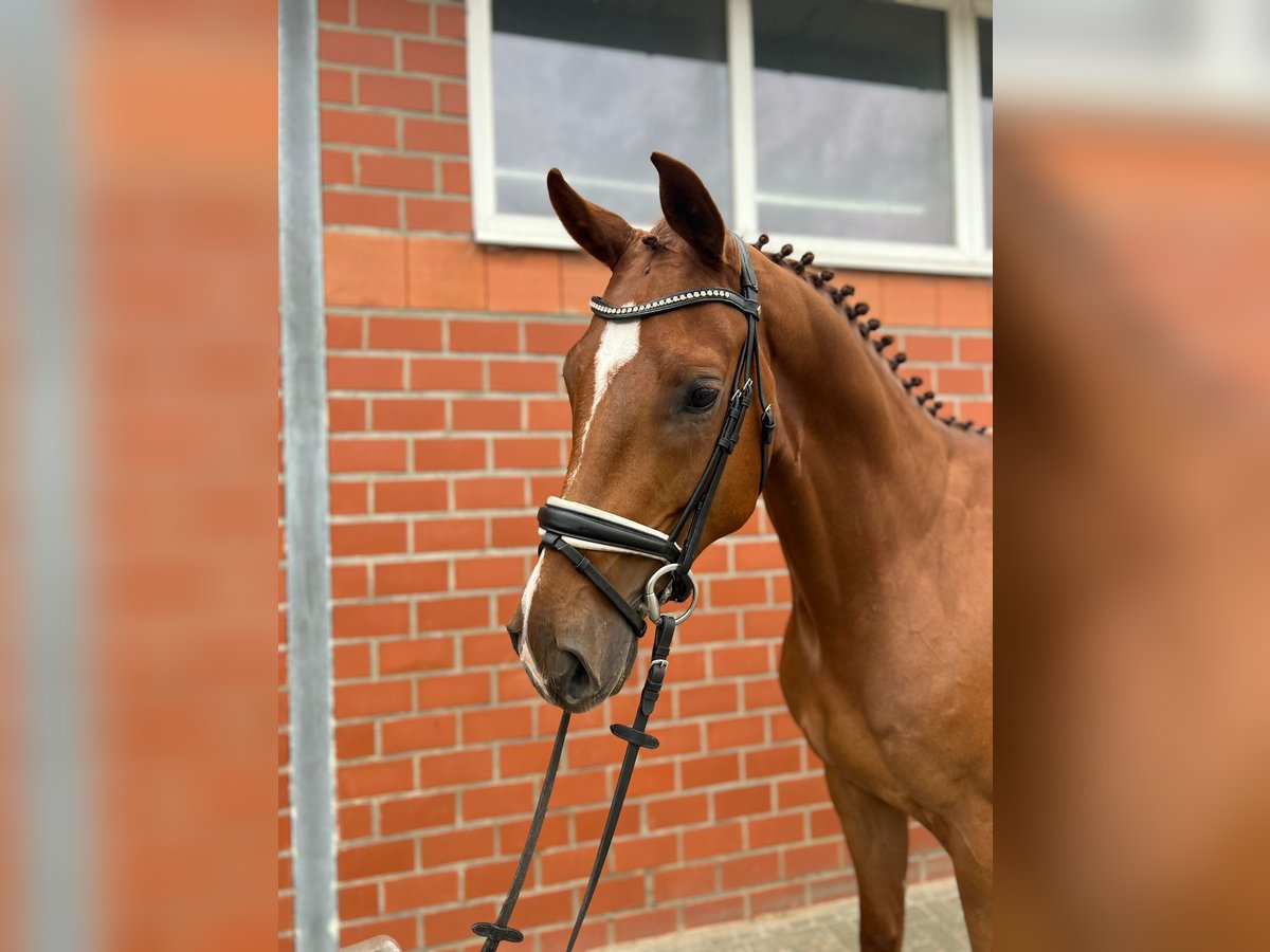 Oldenburgo Caballo castrado 4 años 168 cm Alazán in Lohne (Oldenburg)