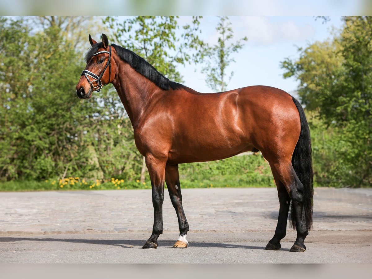 Oldenburgo Caballo castrado 4 años 168 cm Castaño in Grebin