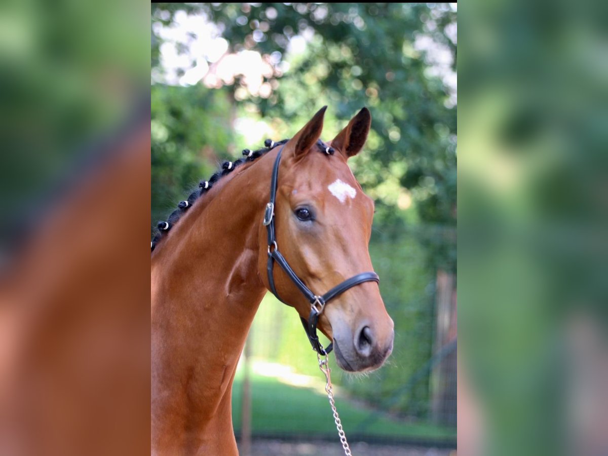 Oldenburgo Caballo castrado 4 años 168 cm Castaño in Eggelsberg