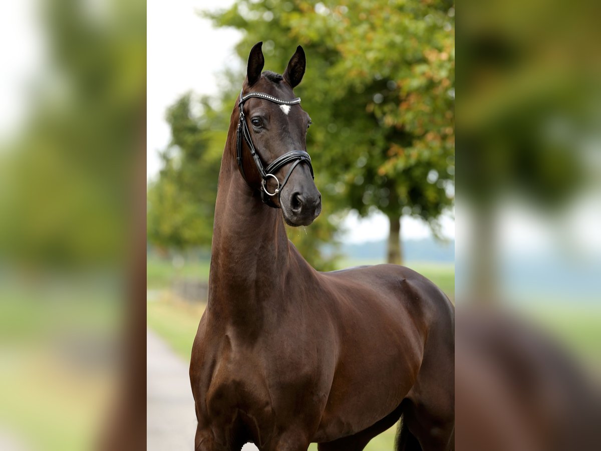 Oldenburgo Caballo castrado 4 años 168 cm Negro in Diepholz