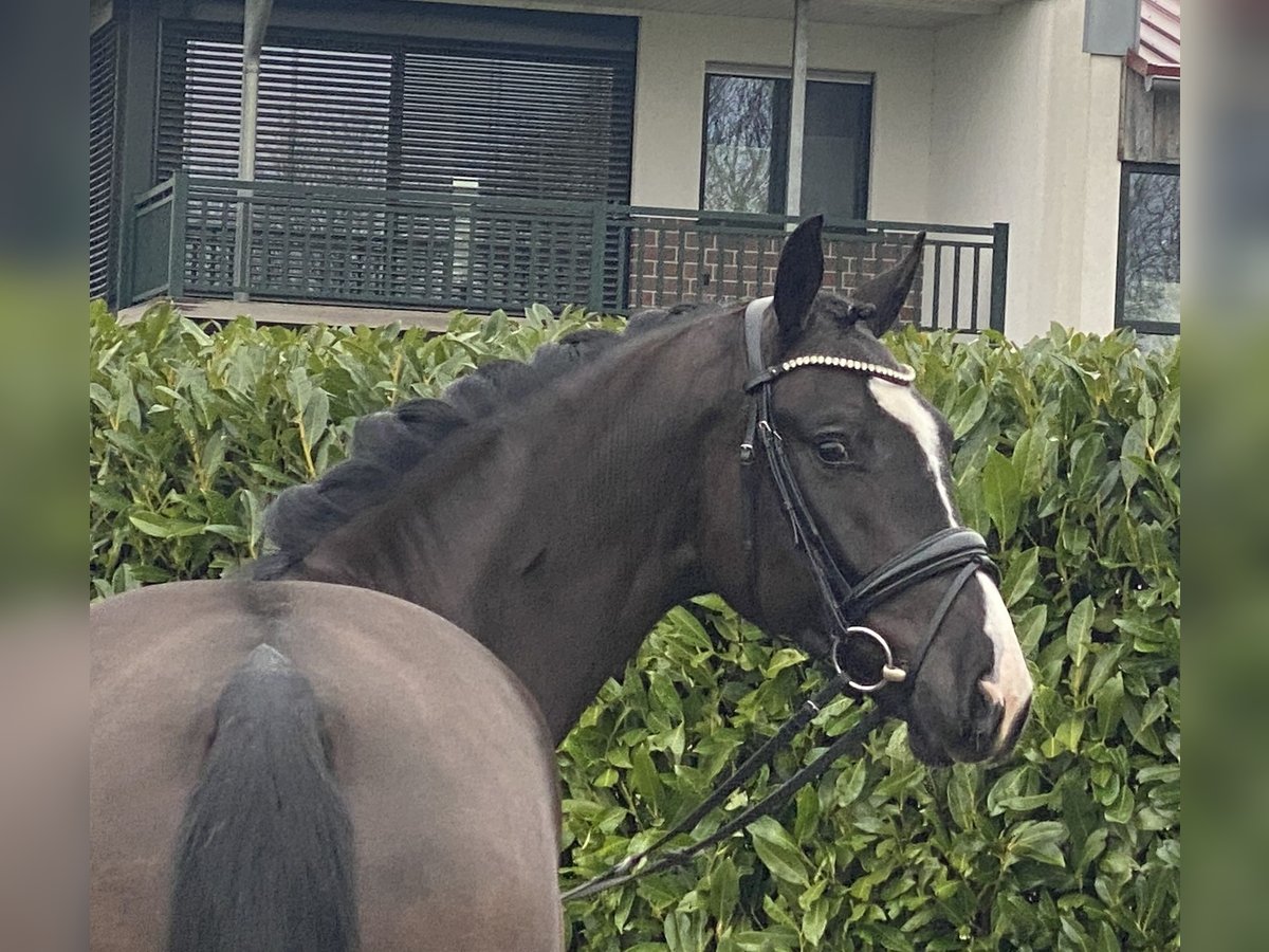 Oldenburgo Caballo castrado 4 años 168 cm Negro in Visbek