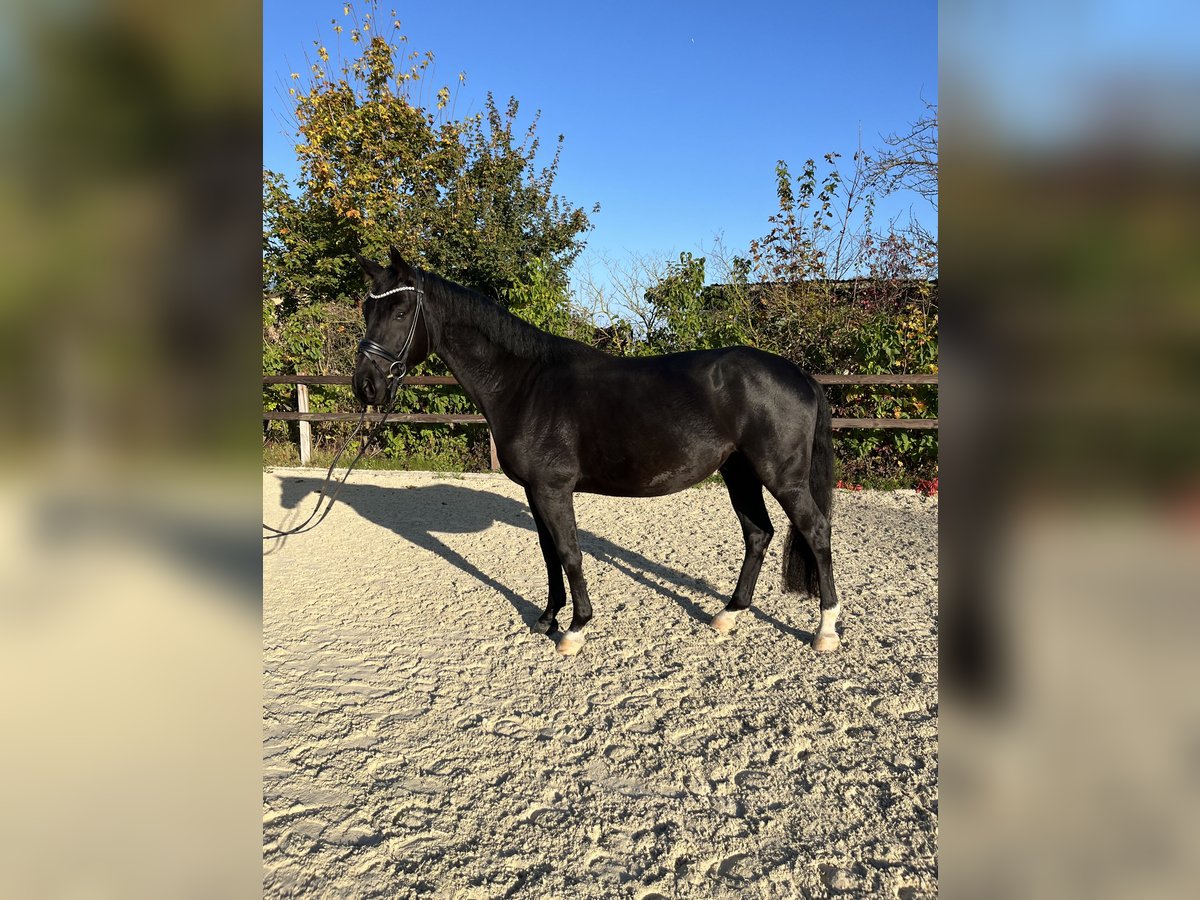 Oldenburgo Caballo castrado 4 años 168 cm Negro in Griesheim