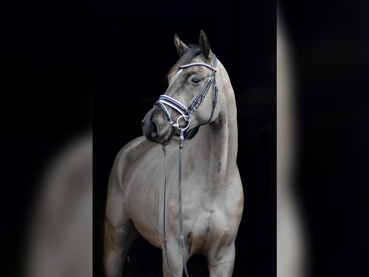 Oldenburgo Caballo castrado 4 años 168 cm Negro in Herbstein