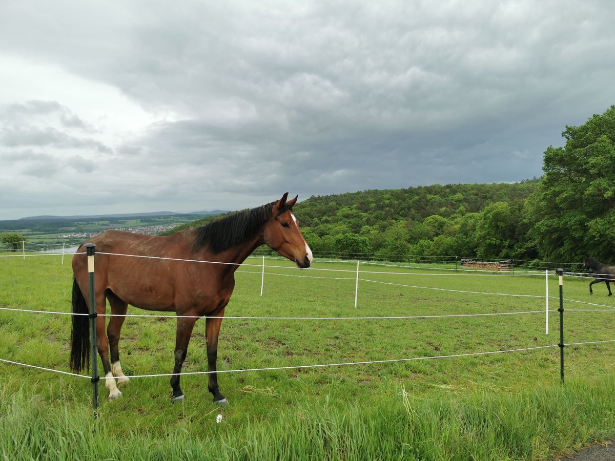 Oldenburgo Caballo castrado 4 años 169 cm Castaño in Eltmann