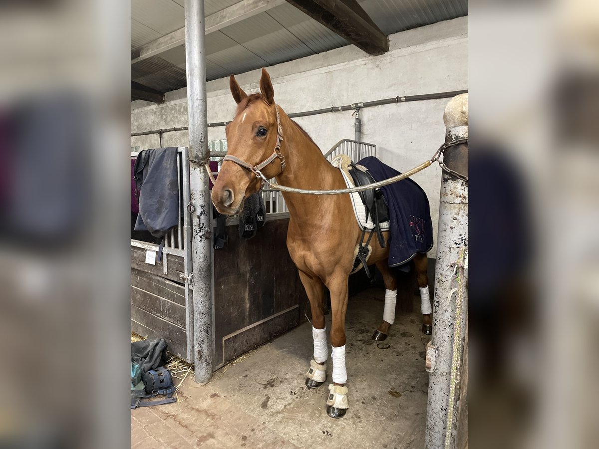 Oldenburgo Caballo castrado 4 años 170 cm Alazán in Schierensee