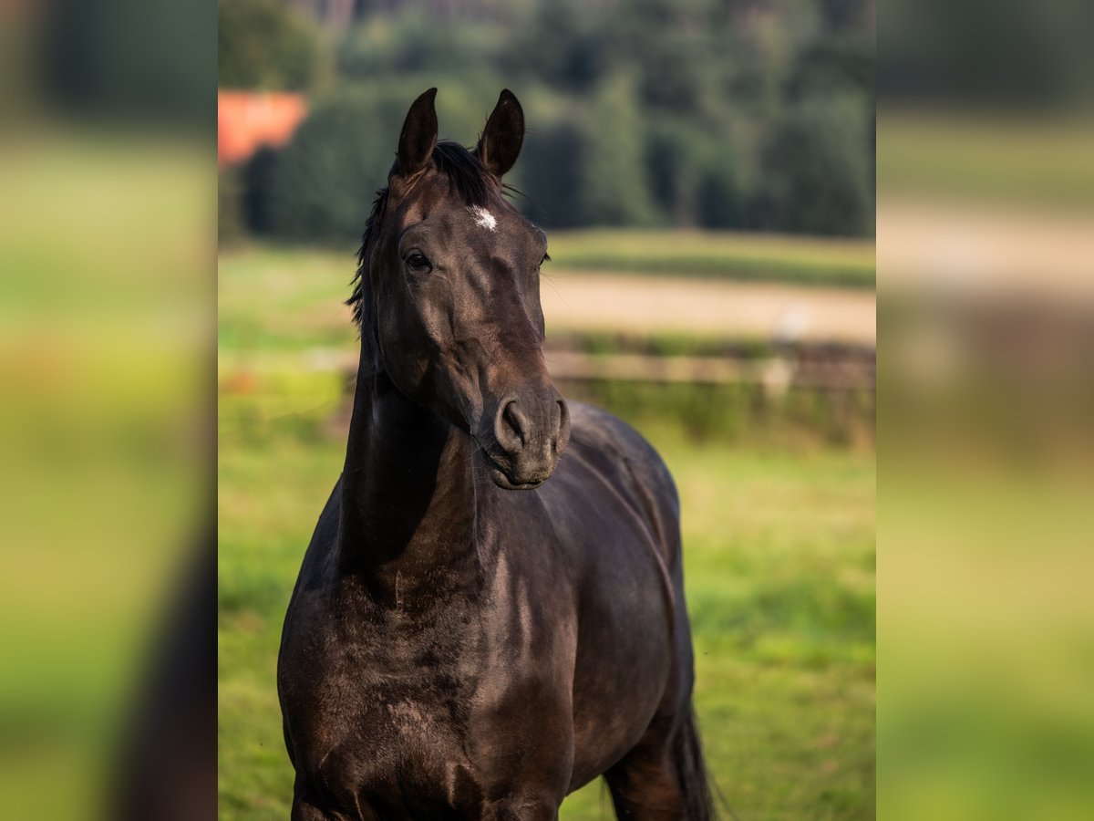 Oldenburgo Caballo castrado 4 años 170 cm Morcillo in Hamminkeln