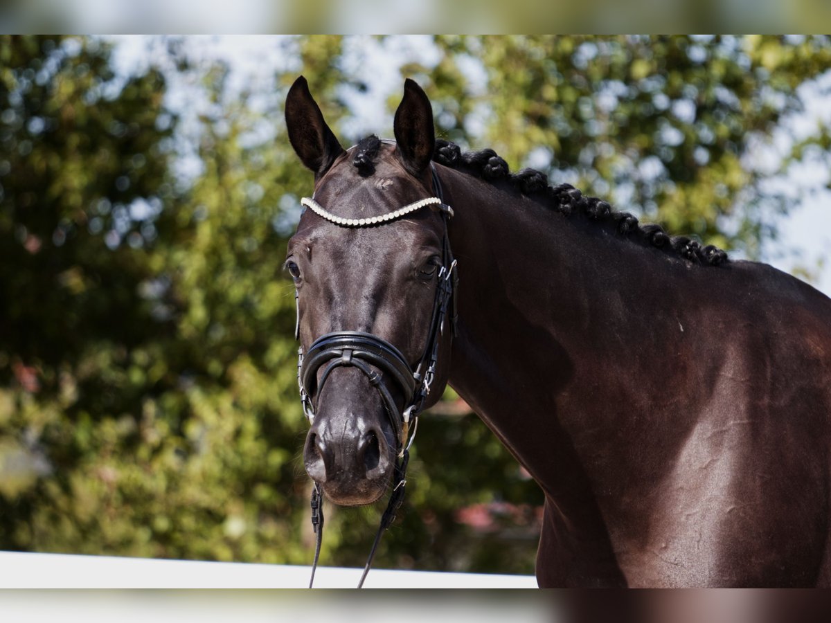 Oldenburgo Caballo castrado 4 años 170 cm Negro in Hohenstein Bernloch