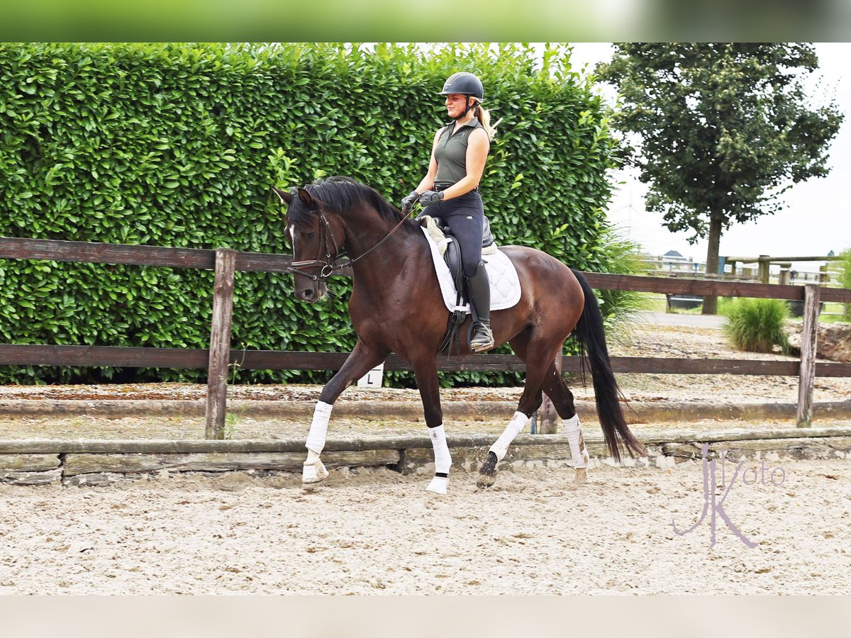 Oldenburgo Caballo castrado 4 años 170 cm Negro in Kempen