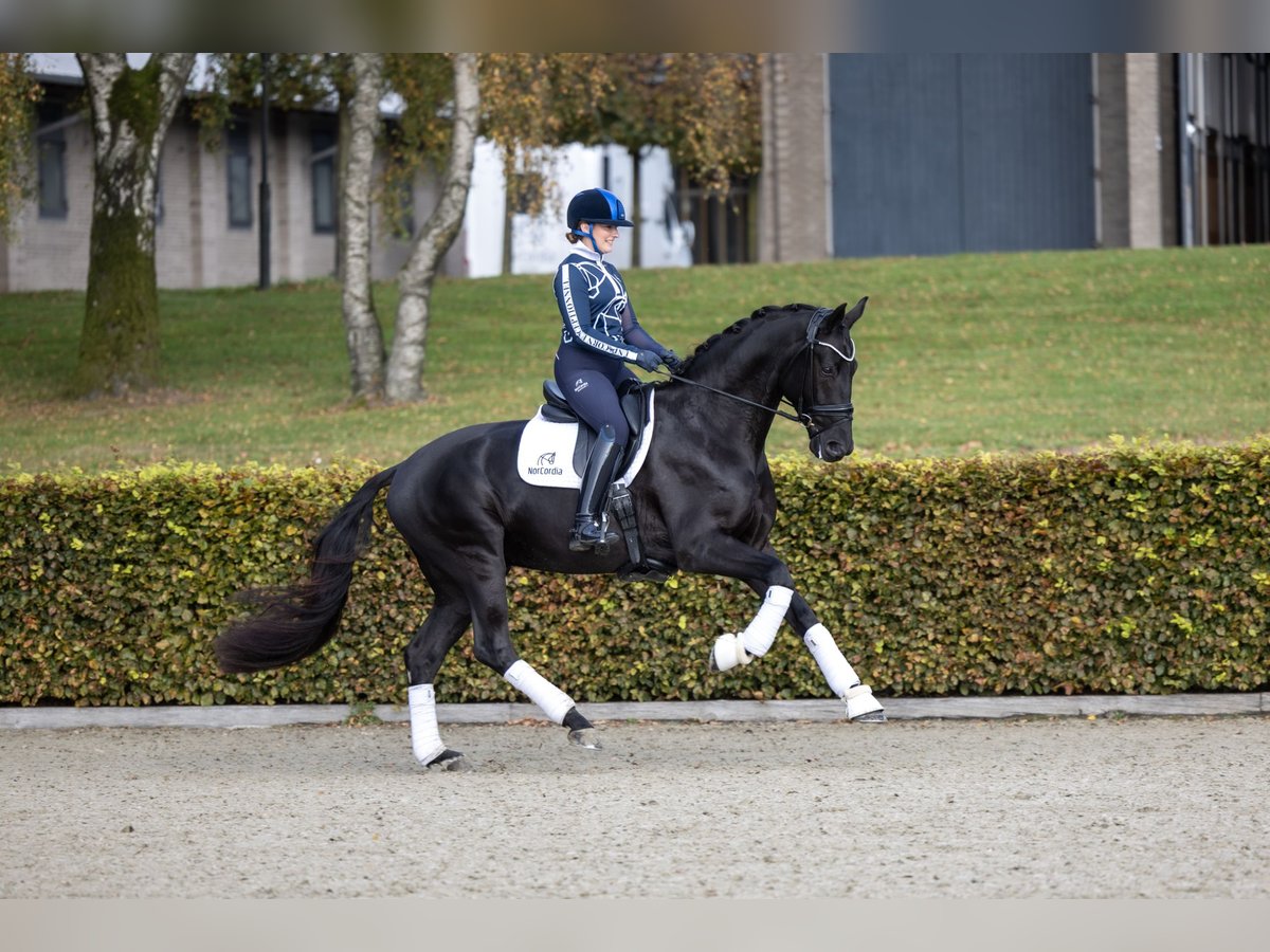 Oldenburgo Caballo castrado 4 años 170 cm Negro in Randb&#xF8;l