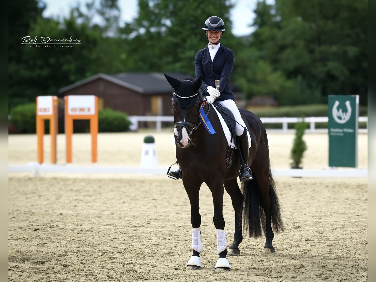 Oldenburgo Caballo castrado 4 años 170 cm Negro in Windeck