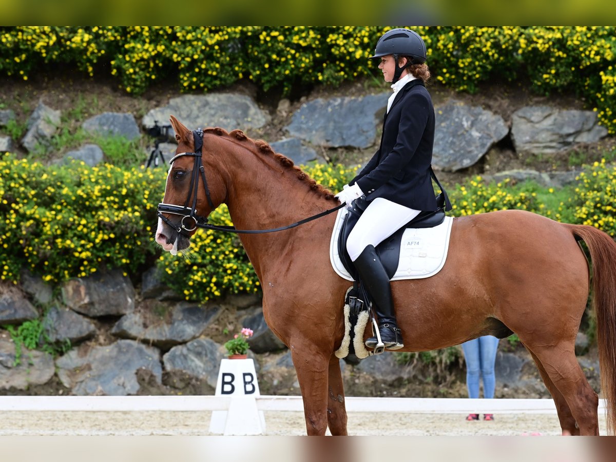 Oldenburgo Caballo castrado 4 años 171 cm Castaño in Graz