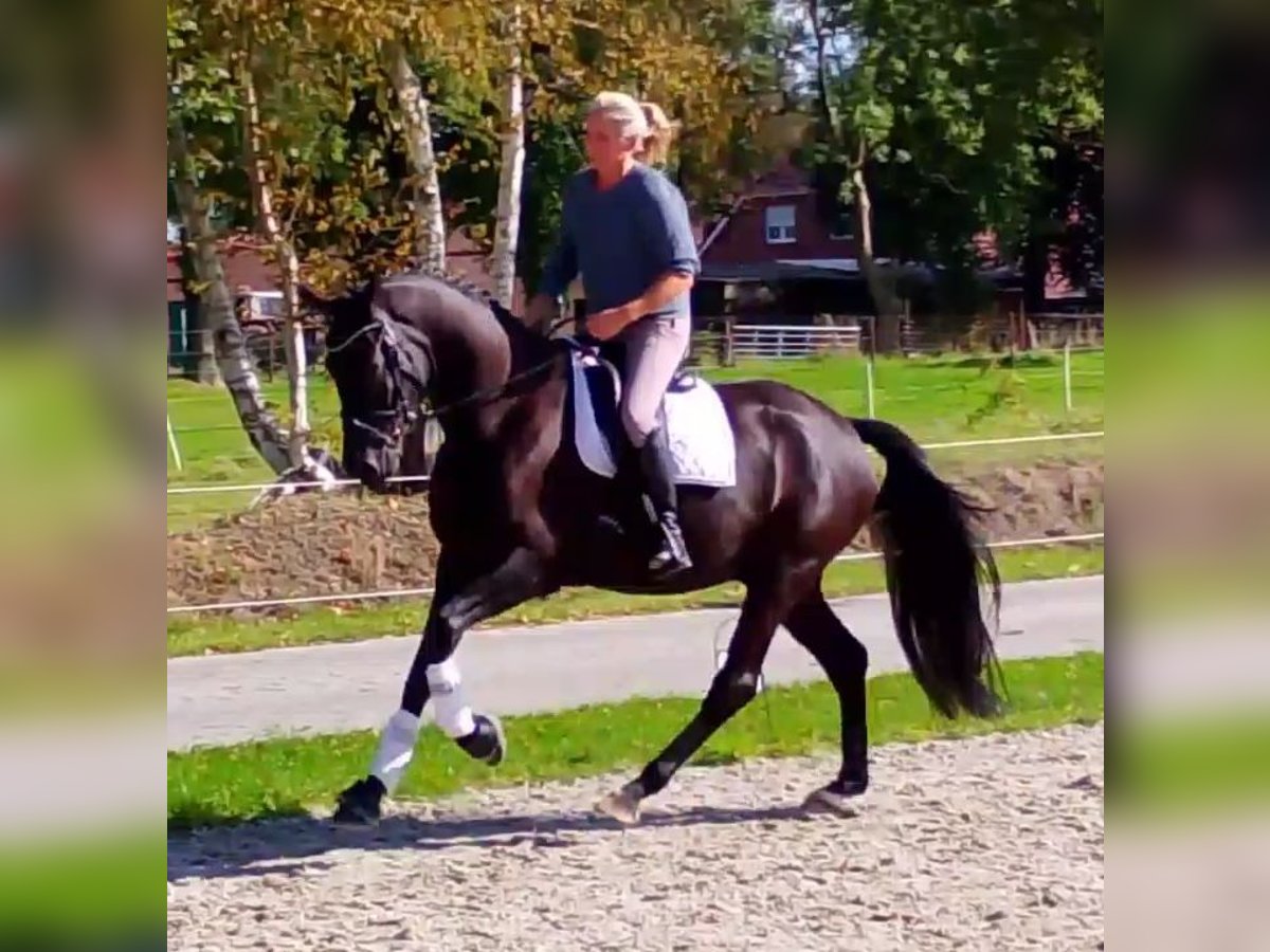 Oldenburgo Caballo castrado 4 años 171 cm Negro in Wittmund