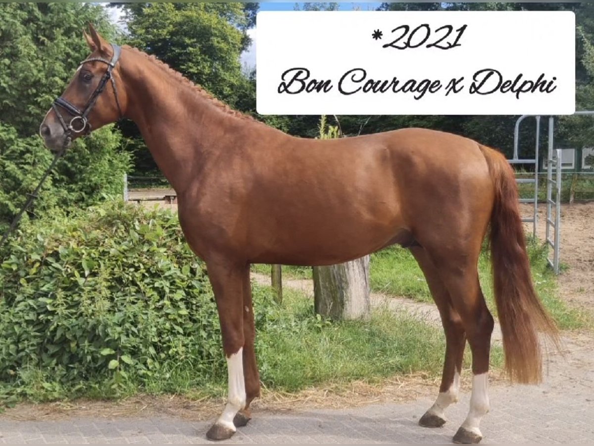 Oldenburgo Caballo castrado 4 años 172 cm Alazán in Zeven