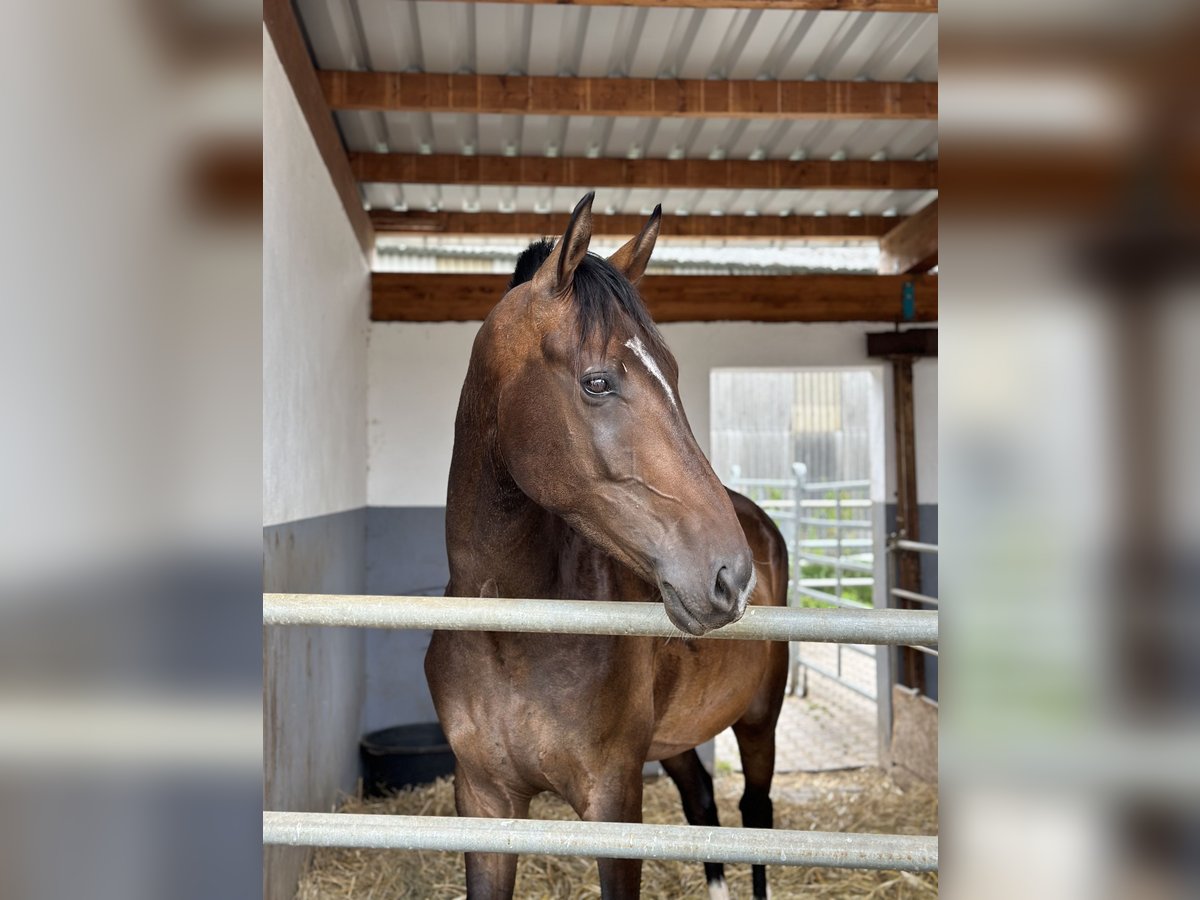 Oldenburgo Caballo castrado 4 años 172 cm Castaño in Hohenahr