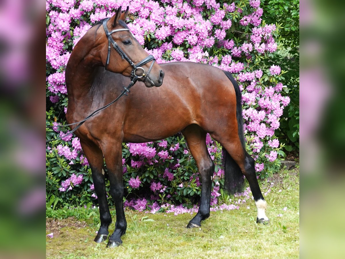 Oldenburgo Caballo castrado 4 años 172 cm Castaño oscuro in Rehau