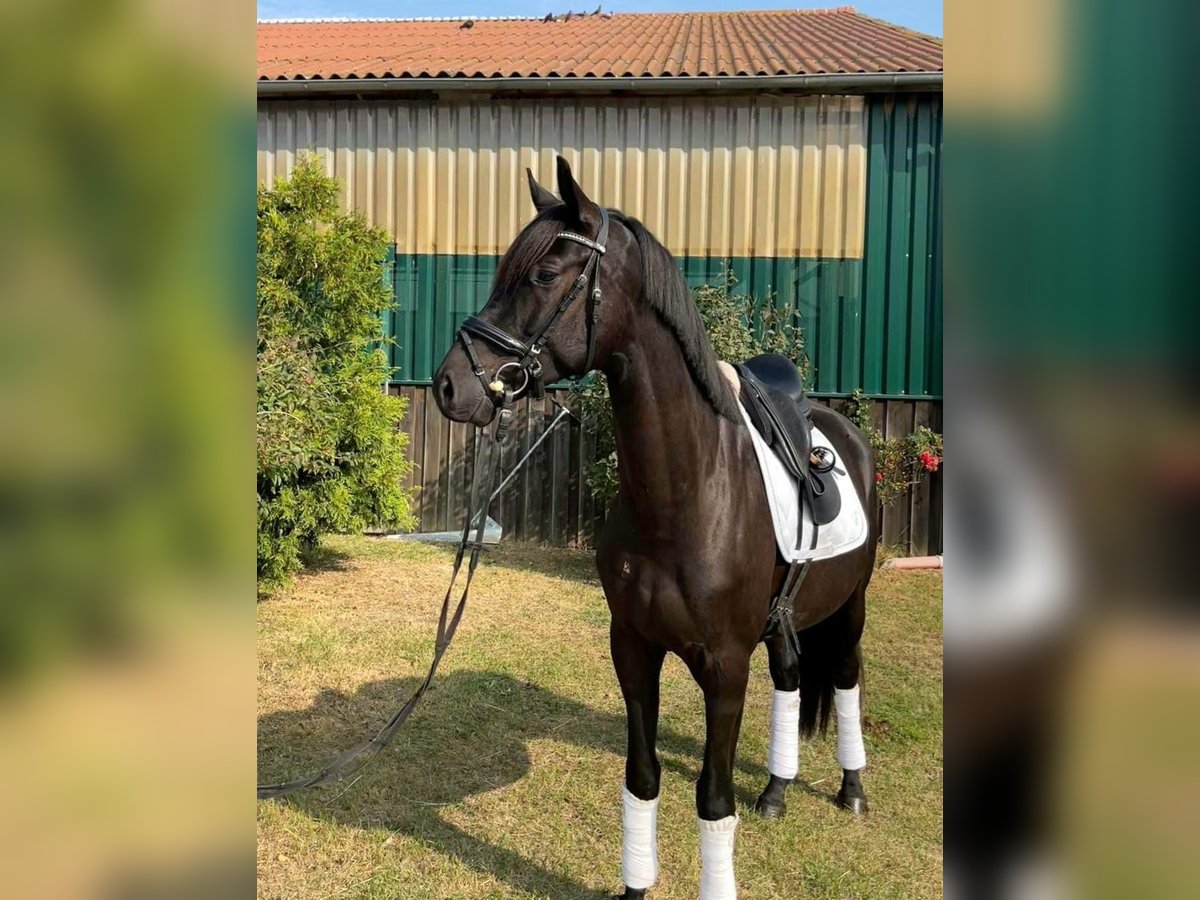 Oldenburgo Caballo castrado 4 años 172 cm Negro in Dallgow-Döberitz