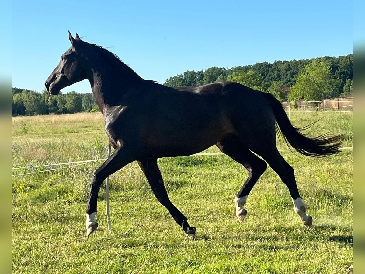 Oldenburgo Caballo castrado 4 años 172 cm Negro in Kunice