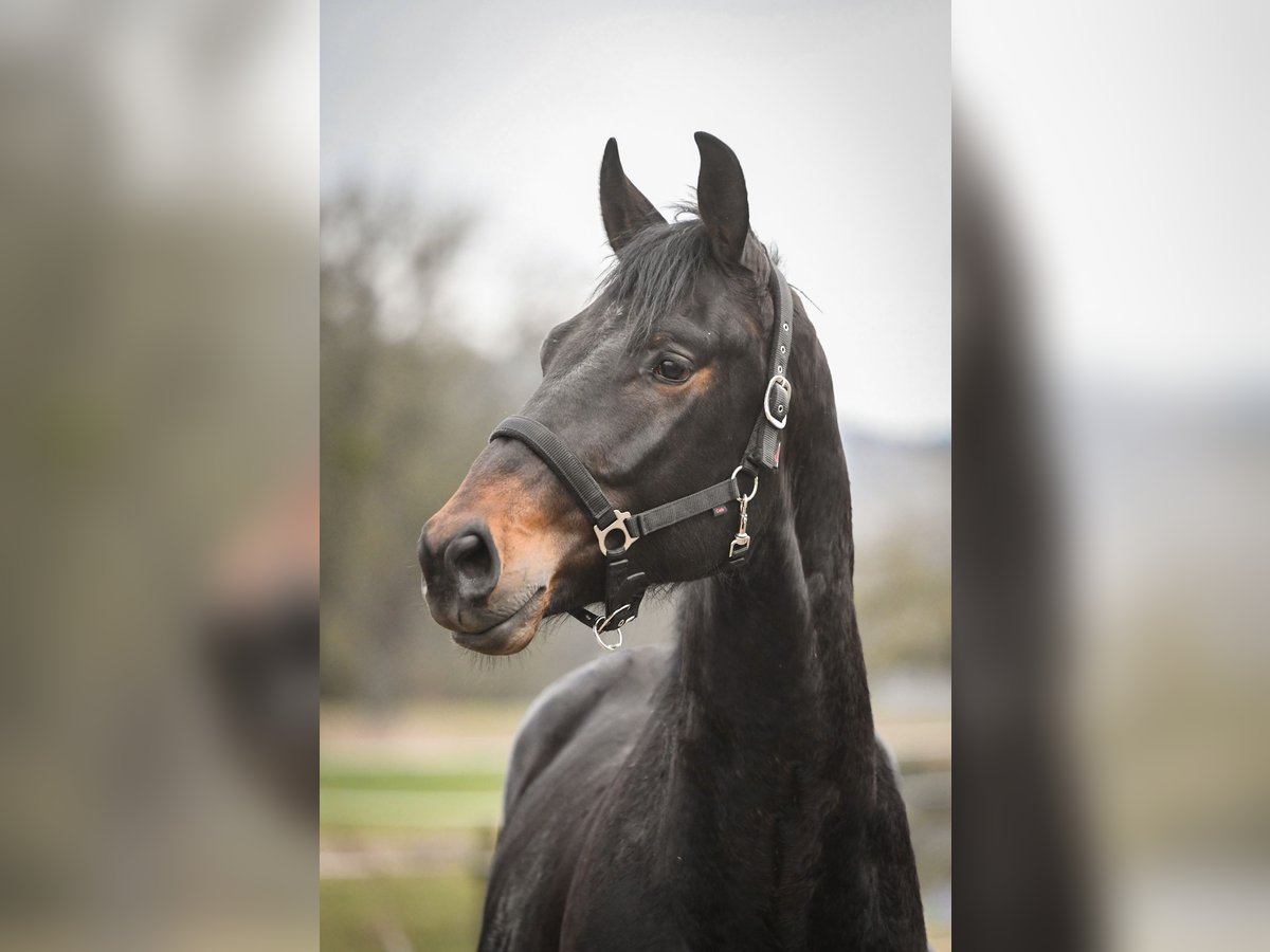 Oldenburgo Caballo castrado 4 años 173 cm Castaño oscuro in Hetzerath