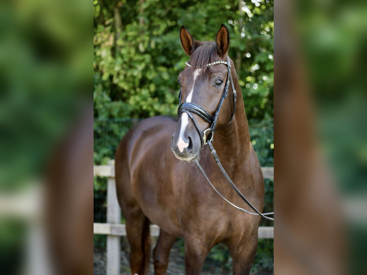 Oldenburgo Caballo castrado 4 años 174 cm Alazán-tostado in Lohne (Oldenburg)