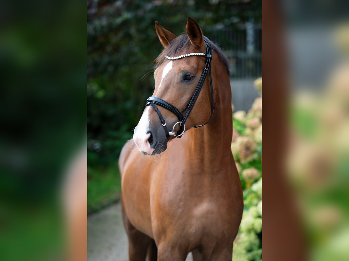 Oldenburgo Caballo castrado 4 años 175 cm Alazán-tostado in Ankum