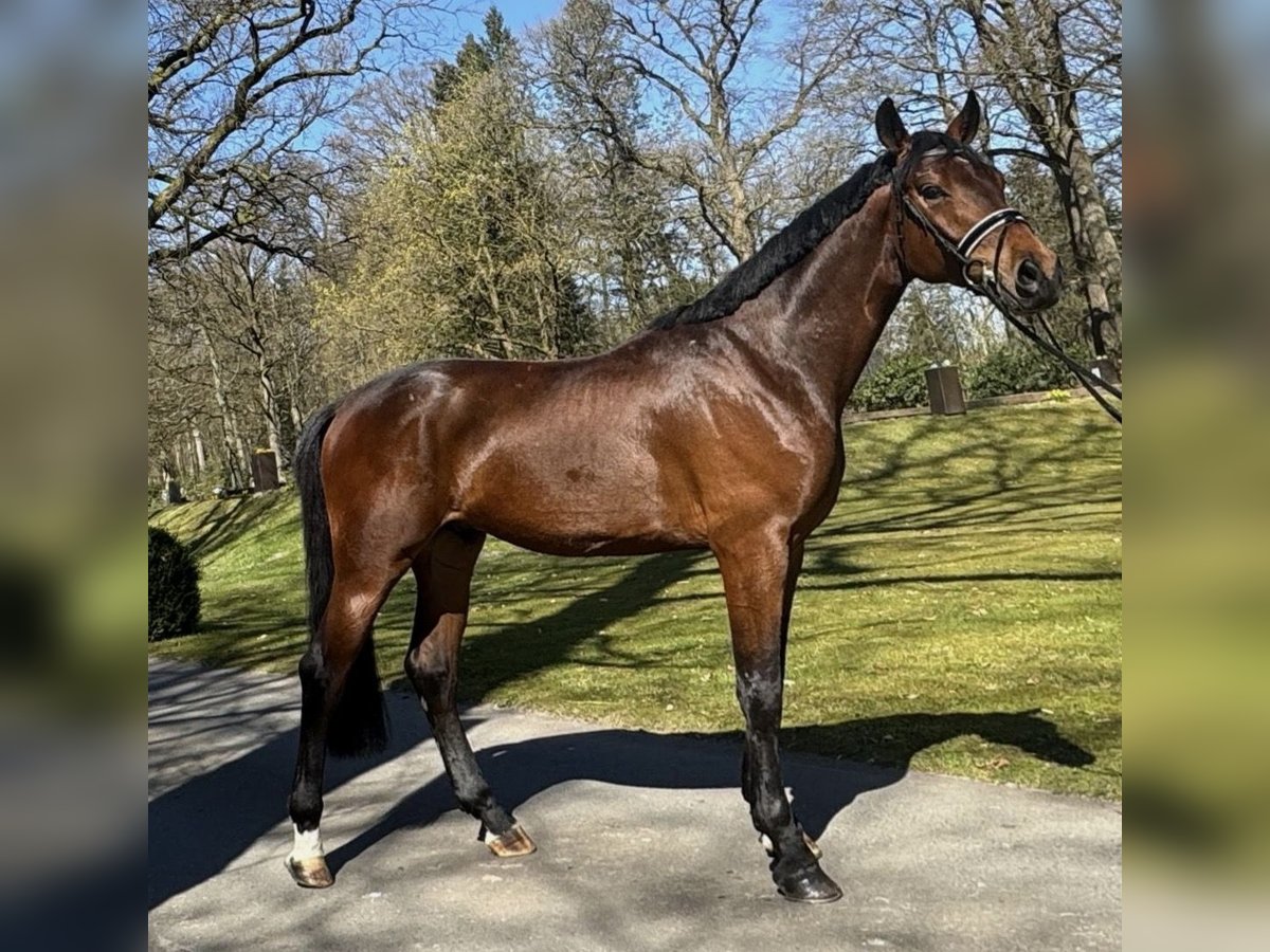 Oldenburgo Caballo castrado 4 años 178 cm Castaño in Soltau