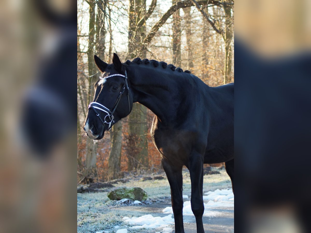 Oldenburgo Caballo castrado 4 años 180 cm Negro in Gleichen