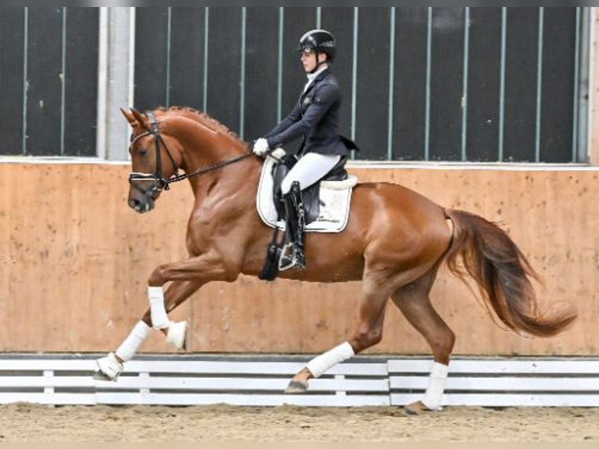 Oldenburgo Caballo castrado 4 años Alazán in Steinfeld (Oldenburg)