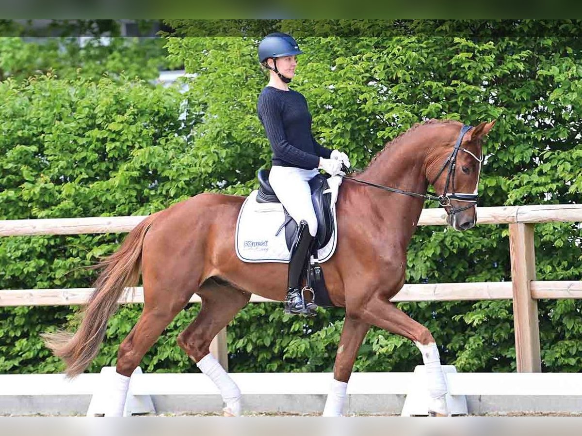 Oldenburgo Caballo castrado 4 años Alazán in Vechta