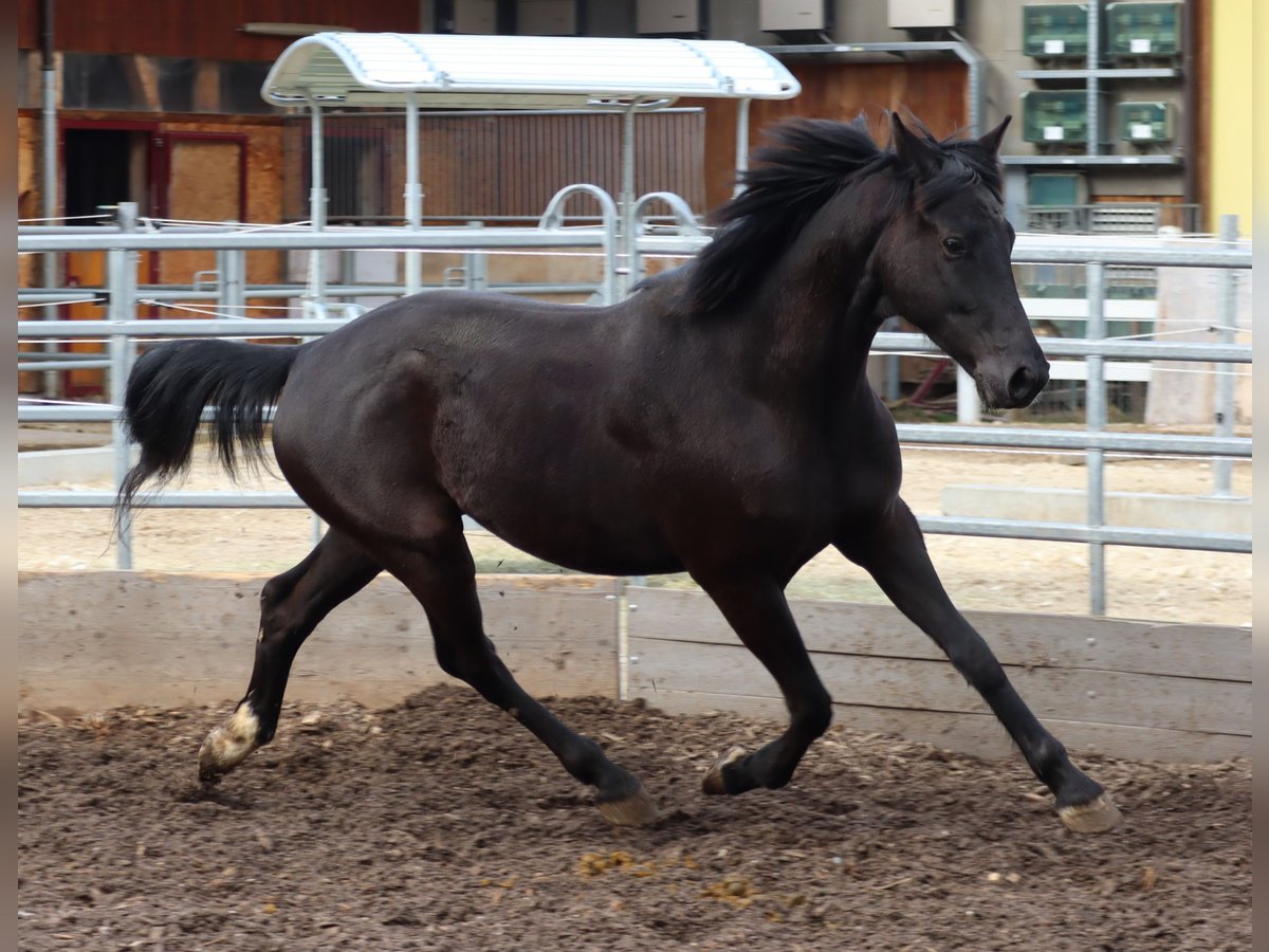 Oldenburgo Caballo castrado 5 años 162 cm Negro in Balsthal