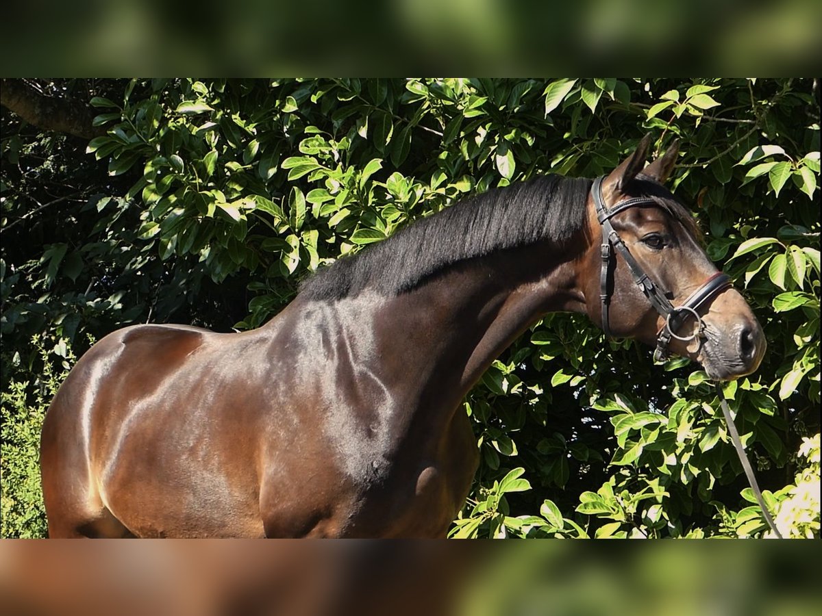 Oldenburgo Caballo castrado 5 años 163 cm Castaño oscuro in London