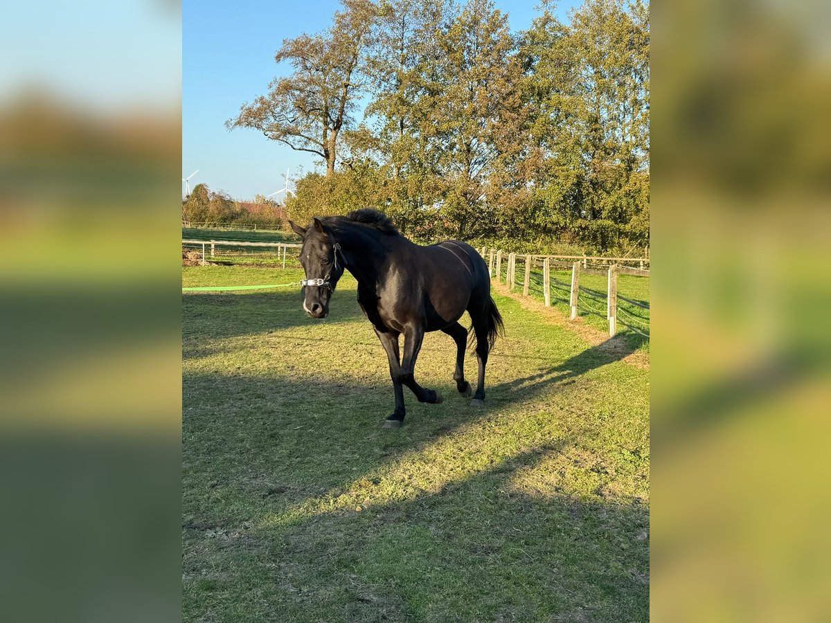 Oldenburgo Caballo castrado 5 años 164 cm Negro in Vechta