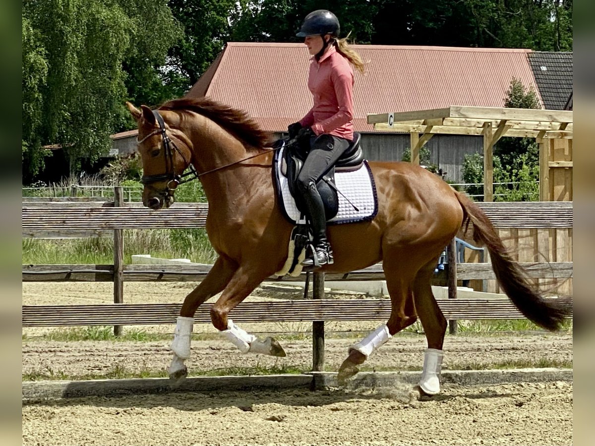 Oldenburgo Caballo castrado 5 años 167 cm Alazán in Hude (Oldenburg)
