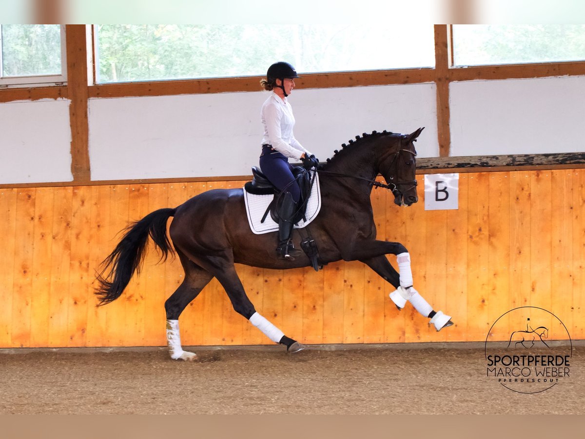 Oldenburgo Caballo castrado 5 años 167 cm Castaño oscuro in Garstedt
