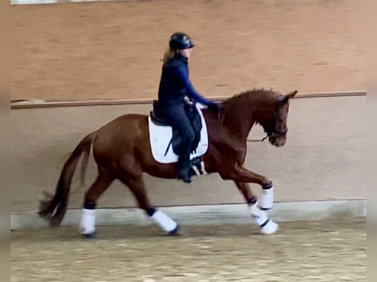 Oldenburgo Caballo castrado 5 años 168 cm Alazán in Hude (Oldenburg)