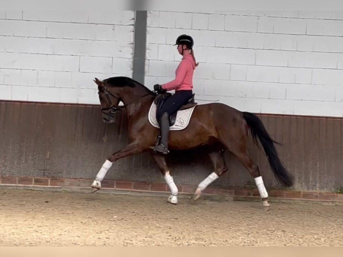 Oldenburgo Caballo castrado 5 años 169 cm Alazán-tostado in Lohne (Oldenburg)