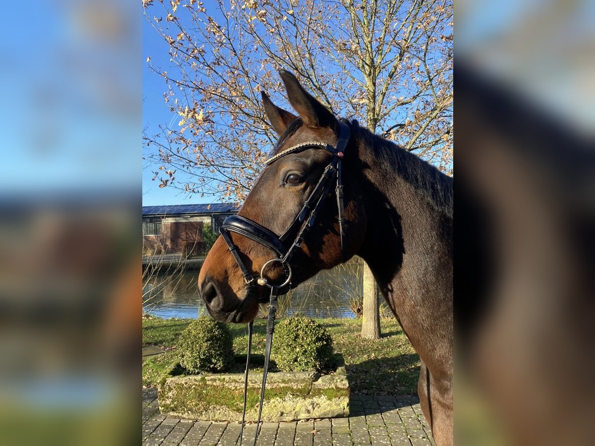 Oldenburgo Caballo castrado 5 años 169 cm Castaño in Altenberge