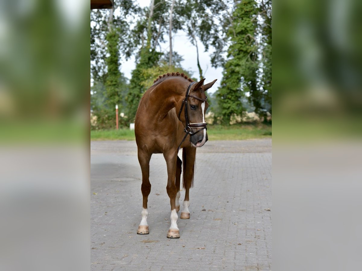 Oldenburgo Caballo castrado 5 años 170 cm Alazán in Visbek