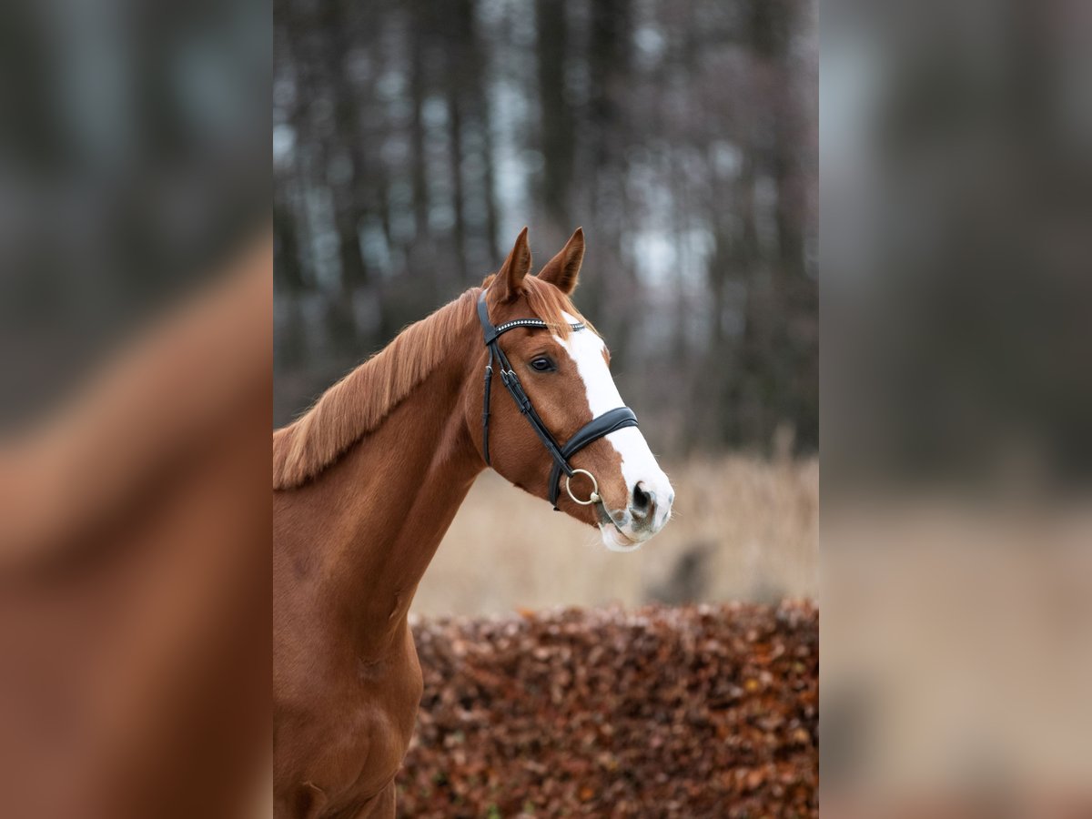 Oldenburgo Caballo castrado 5 años 170 cm Alazán in Zossen