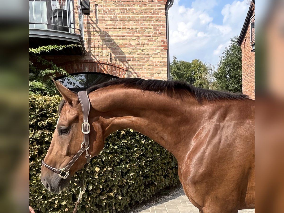 Oldenburgo Caballo castrado 5 años 170 cm Alazán-tostado in Berlin