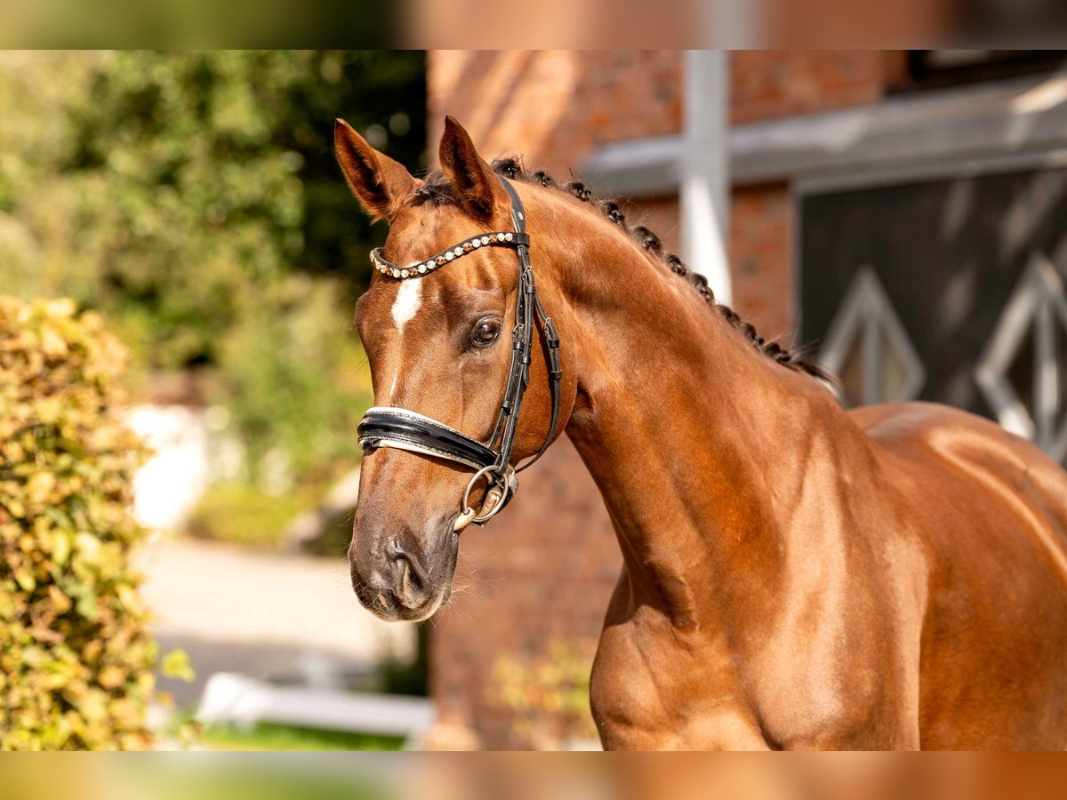 Oldenburgo Caballo castrado 5 años 170 cm Alazán-tostado in Berlin