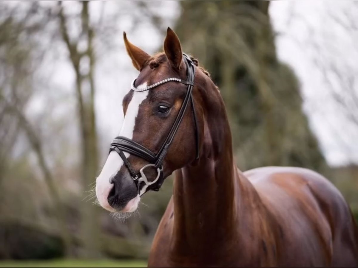 Oldenburgo Caballo castrado 5 años 170 cm Alazán-tostado in Dorsten