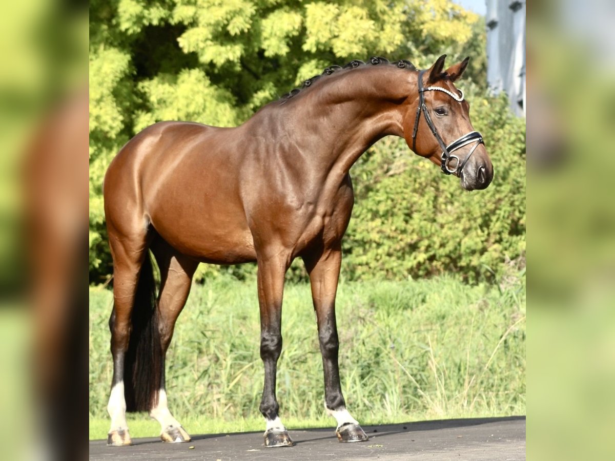 Oldenburgo Caballo castrado 5 años 170 cm Castaño in Berne