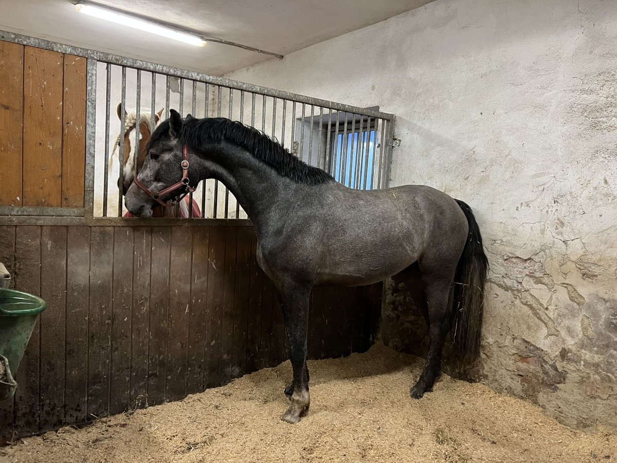 Oldenburgo Caballo castrado 5 años 170 cm Tordo in Obrok, Tuhan, Liberecky kraj