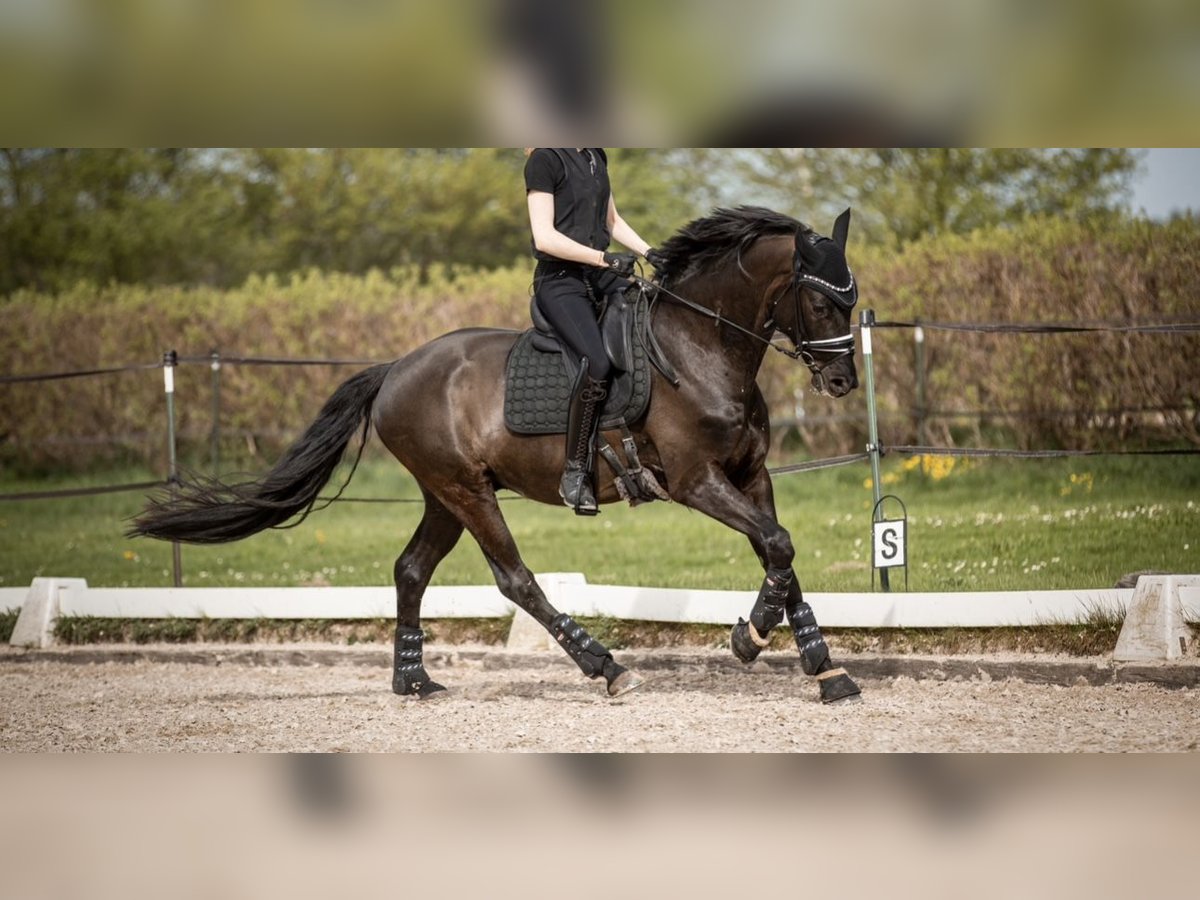 Oldenburgo Caballo castrado 5 años 171 cm Negro in Bretnig-Hauswalde