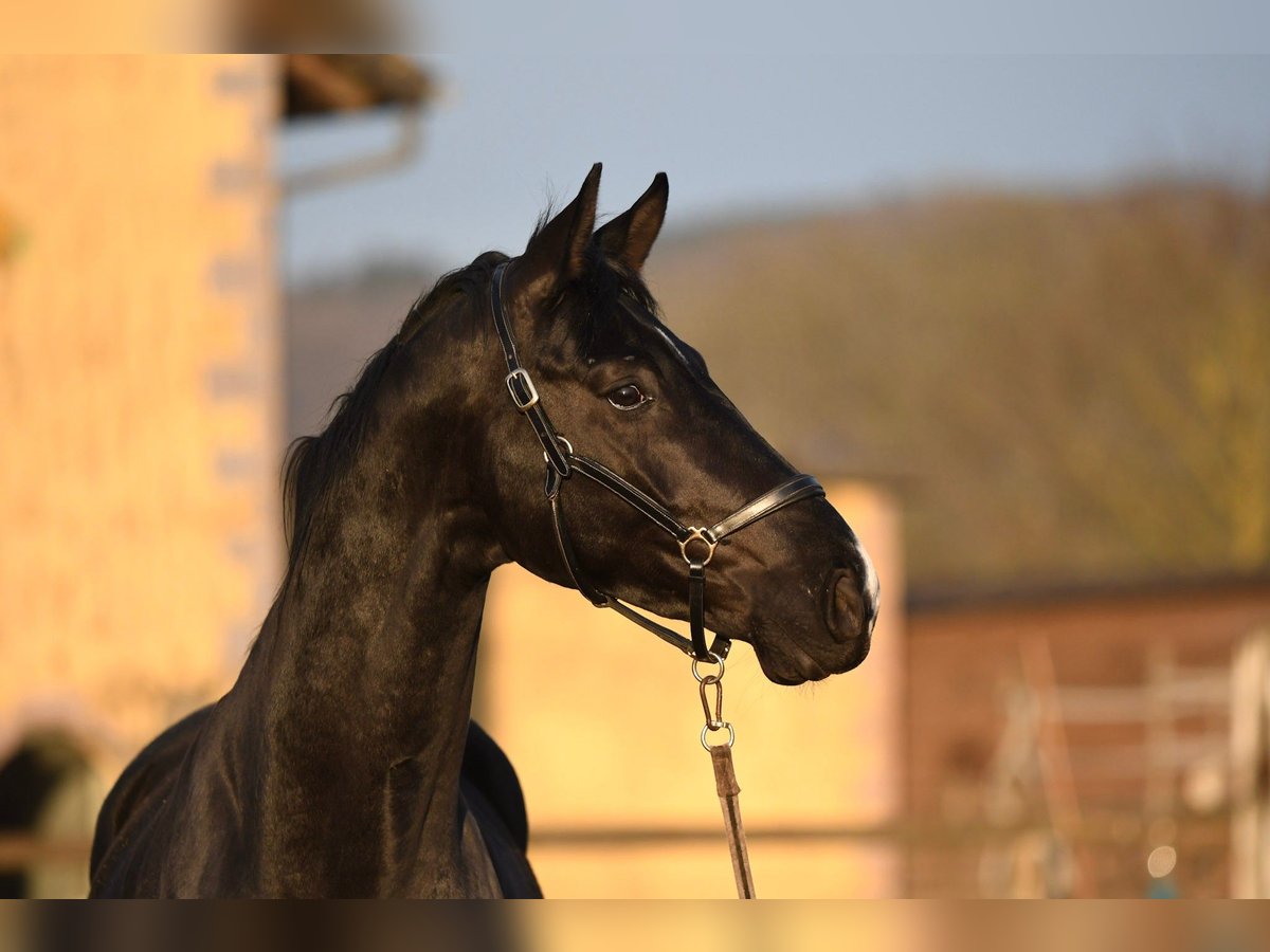 Oldenburgo Caballo castrado 5 años 173 cm Negro in Hetzerath