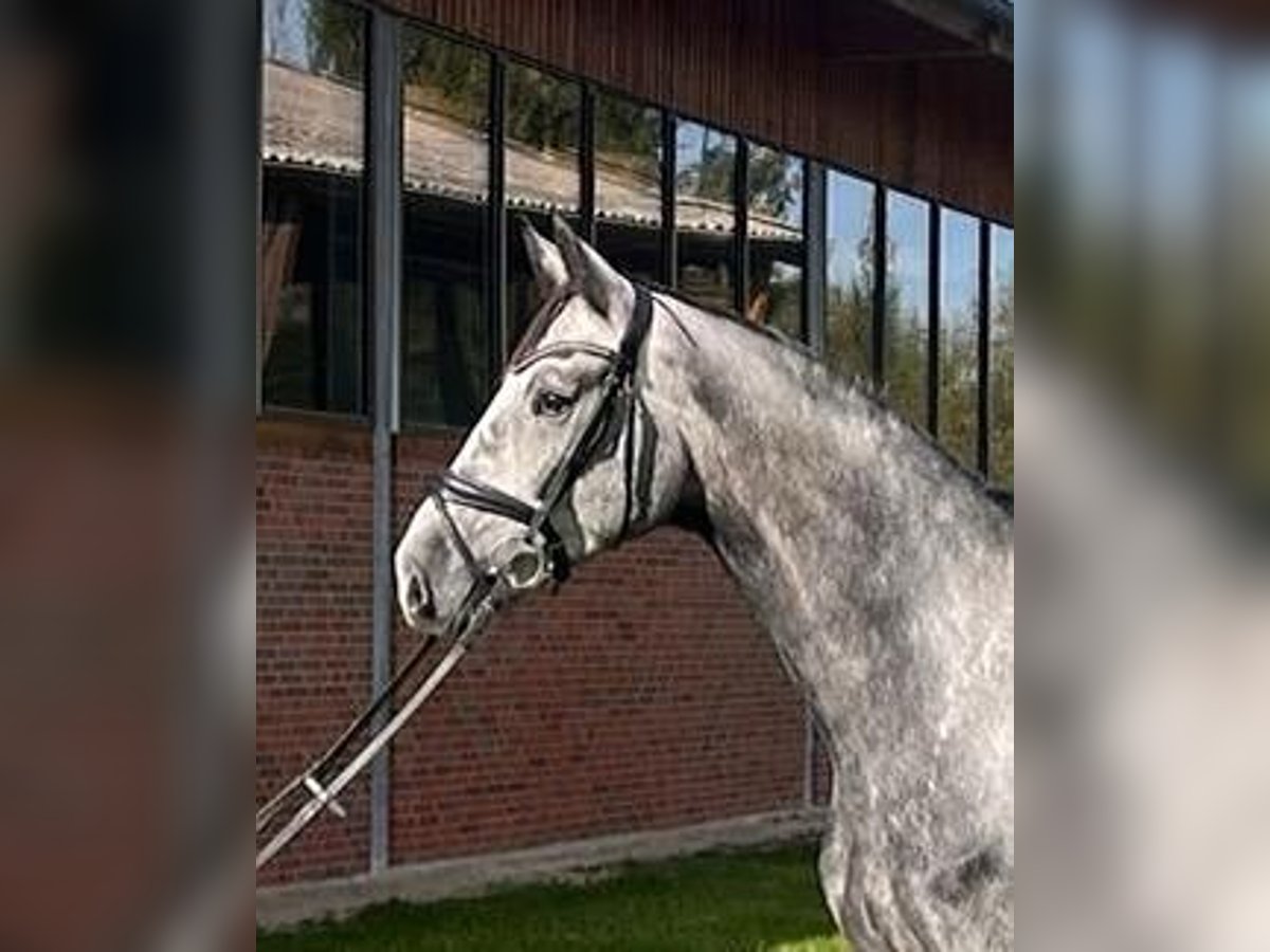 Oldenburgo Caballo castrado 5 años 173 cm Tordo in Münster