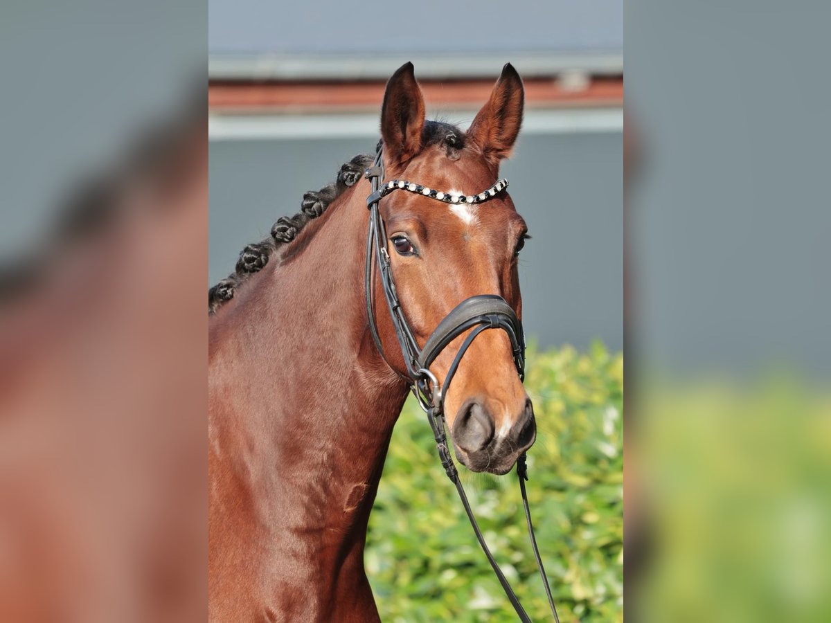 Oldenburgo Caballo castrado 5 años 175 cm in Warendorf