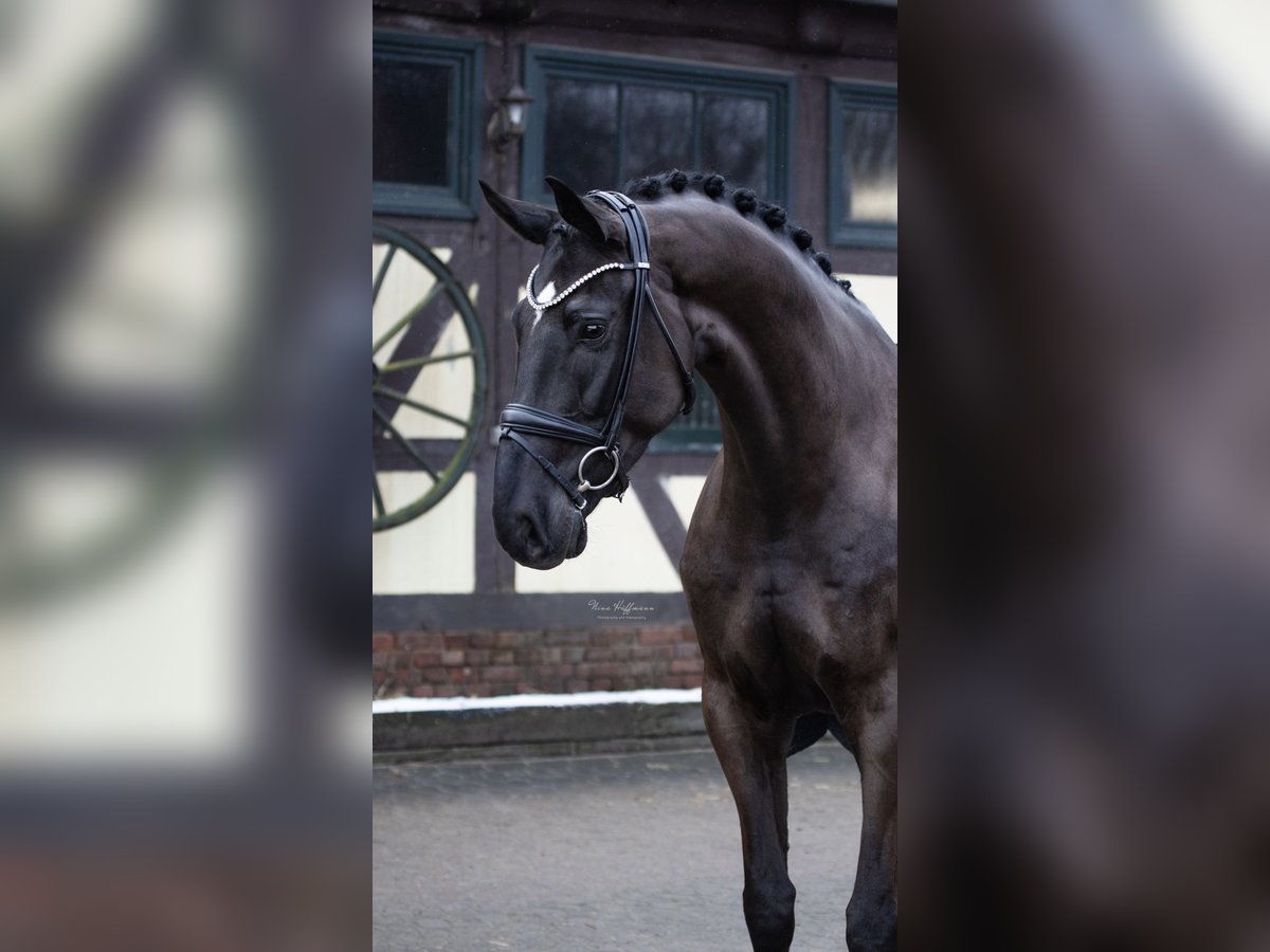 Oldenburgo Caballo castrado 5 años 175 cm Negro in Nottuln
