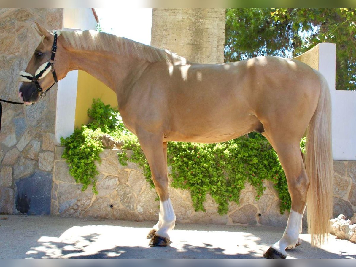 Oldenburgo Mestizo Caballo castrado 5 años 175 cm Palomino in Valencia